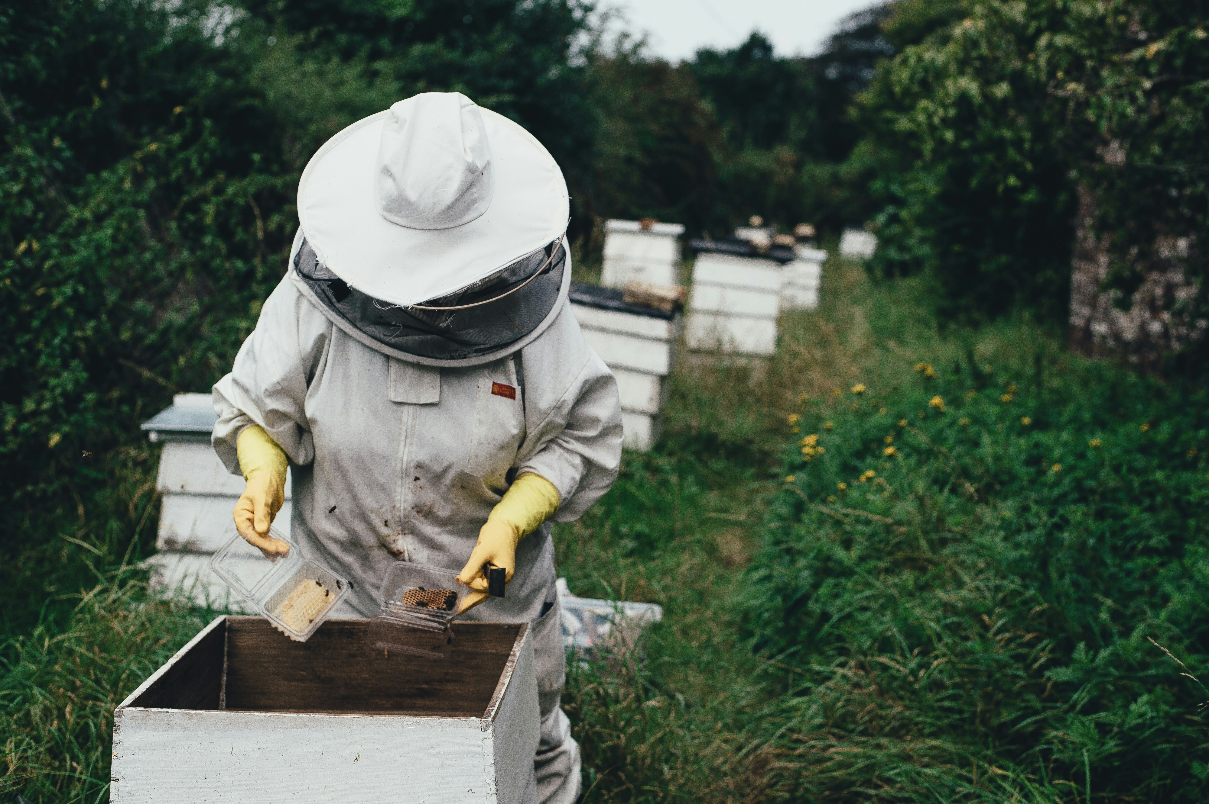A Person Wearing A White Suit And Yellow Gloves Holding A Box With A Beehive